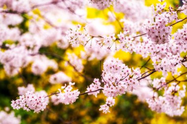 kiraz çiçekleri çiçek mevsiminde