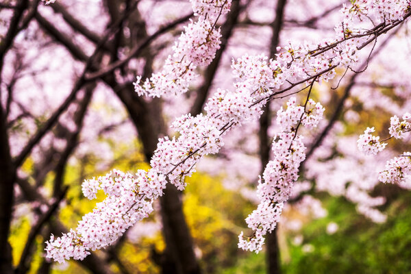cherry blossoms during blooming season