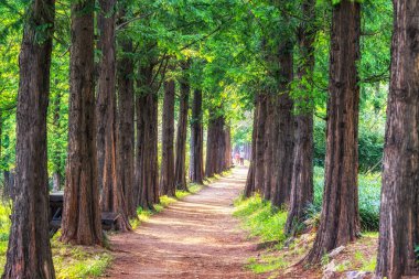 Metasequoia park haneul Park
