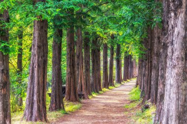 Metasequoia park haneul Park