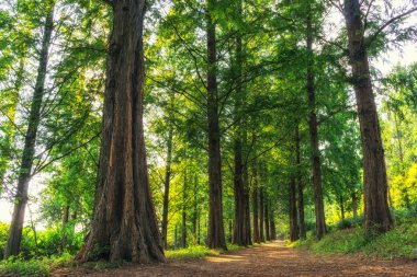 Metasequoia park haneul Park