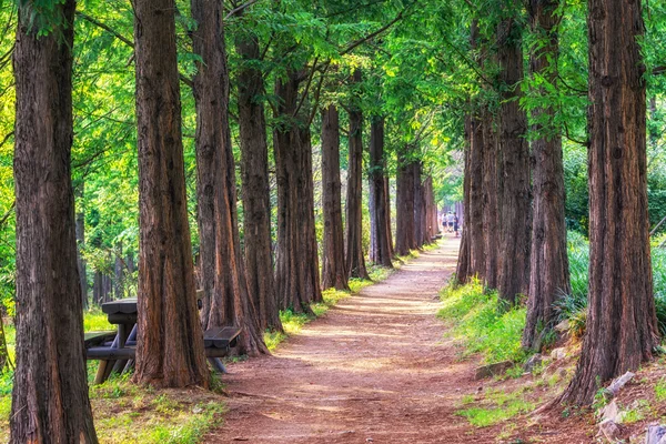Parque metasequoia no parque haneul — Fotografia de Stock