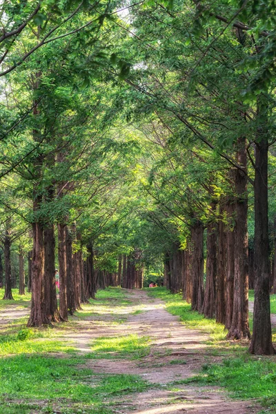 Metasequoia park in haneul park — Stock Photo, Image