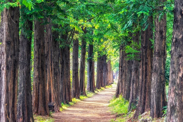 Metasequoia park im haneul park — Stockfoto