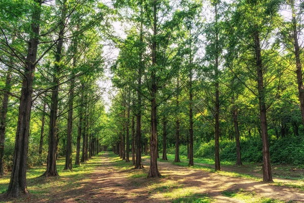 Parque de metasequoia en el parque Haneul — Foto de Stock