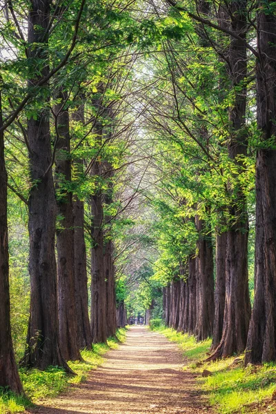 Metasequoia park im haneul park — Stockfoto