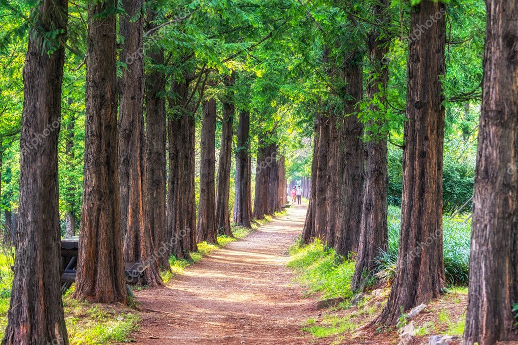 descargar metasequoia descargar metasequoia