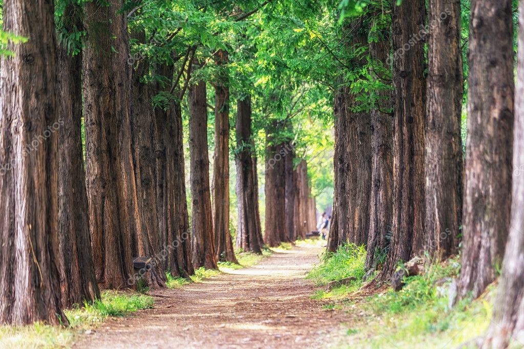 descargar metasequoia descargar metasequoia