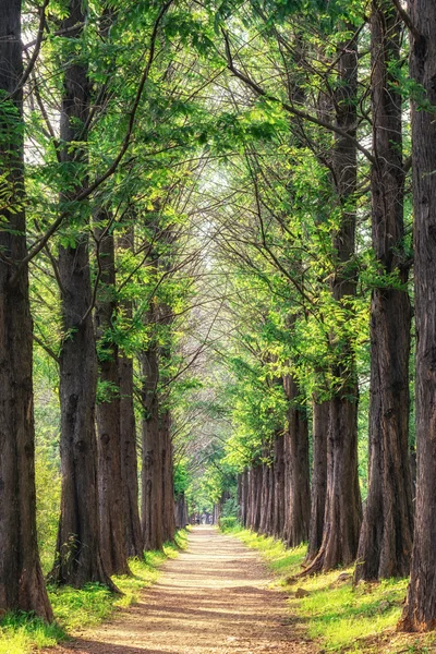 Metasequoia park im haneul park — Stockfoto