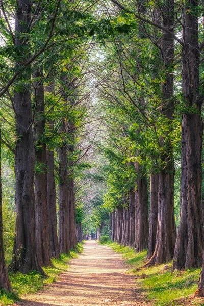 Parque metasequoia no parque haneul — Fotografia de Stock