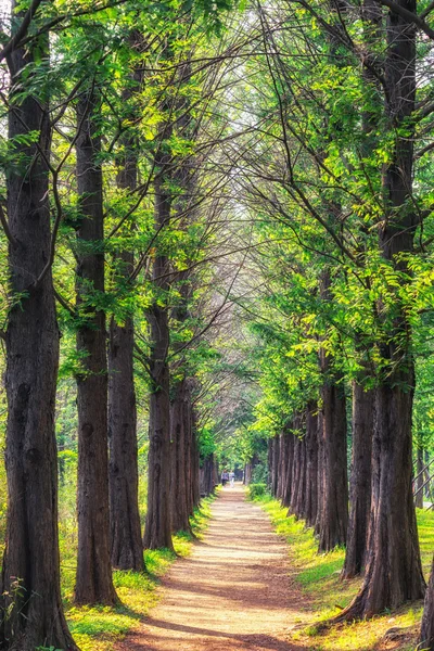 Metasekvoje park v haneul parku — Stock fotografie