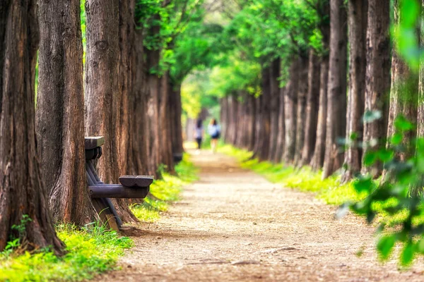 Metasequoia park im haneul park — Stockfoto