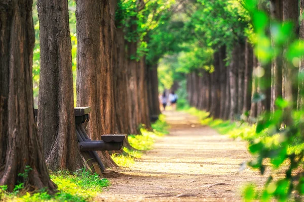 Metasequoia park im haneul park — Stockfoto
