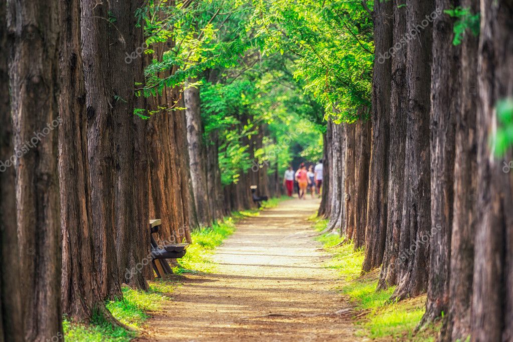 descargar metasequoia descargar metasequoia