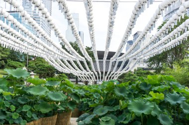 Lotus çiçekleri beyaz fener altında