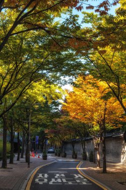 Deoksugung Sarayı Doldam Gil Yolu sonbahar yapraklarıyla çevrili. Seul, Güney Kore 'de çekildi.