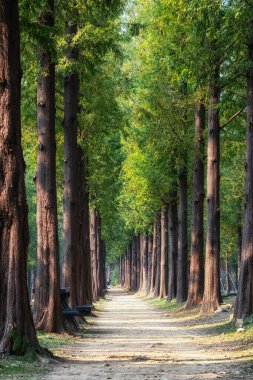 Güney Kore 'nin Mapo bölgesindeki Dünya Kupası Parkı. Ünlü metasequoia ağacı yolu sonbaharın başlarında açıldı.