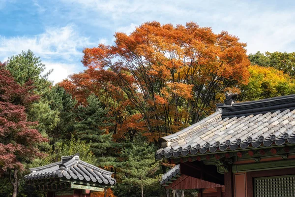 Цвета Осенней Листвы Святилище Чонмё Сеуле Южная Корея — стоковое фото