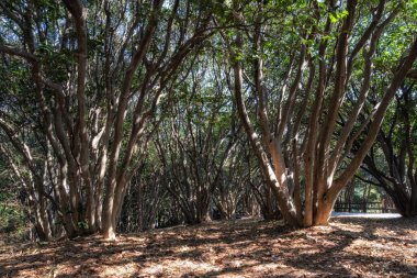 Odongdo Adası Kamelya Ağaçları Ormanı. Yeosu, Güney Kore 'de çekildi.