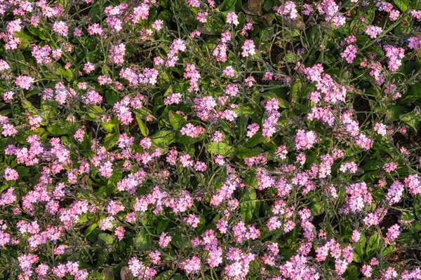 春に咲くPhlox Subulataの花 — ストック写真