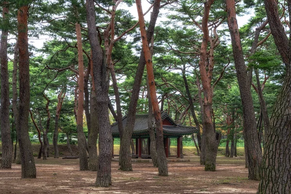 Hadong Pine Forest Grove Park Korean Traditional Pagoda Middle Hadong — 스톡 사진