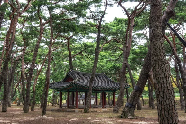Hadong Pinhal Bosque Parque Com Pagode Tradicional Coreano Meio Hadong — Fotografia de Stock