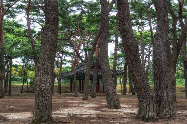 Hadong Dennenbos Bospark Met Koreaanse Traditionele Pagode Het Midden Hadong — Stockfoto