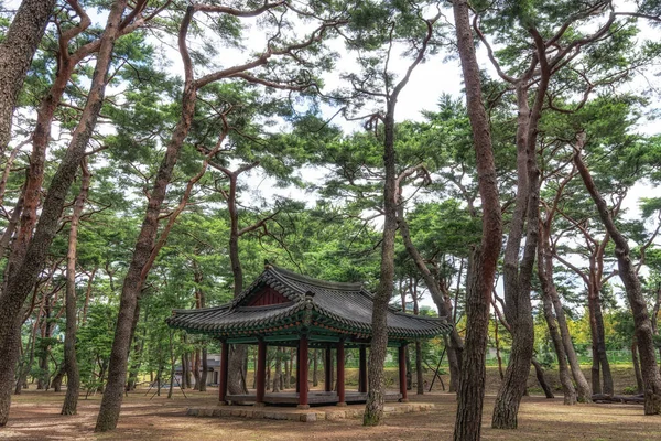 Hadong Dennenbos Bospark Met Koreaanse Traditionele Pagode Het Midden Hadong — Stockfoto