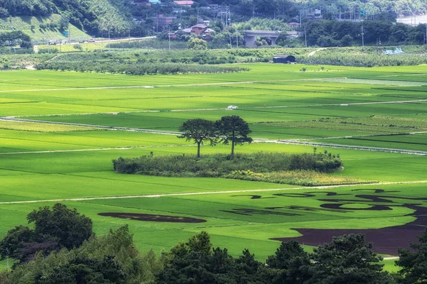 Pár Borovic Mezi Rýžovými Poli Oblasti Hadong Pyeongsari Jižní Koreji — Stock fotografie