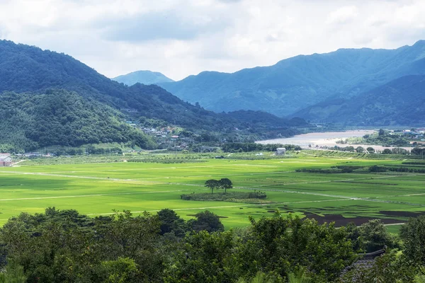 Güney Kore Hadong Seomjingang Nehri Çam Ağaçlı Pirinç Tarlalarının Manzarası — Stok fotoğraf