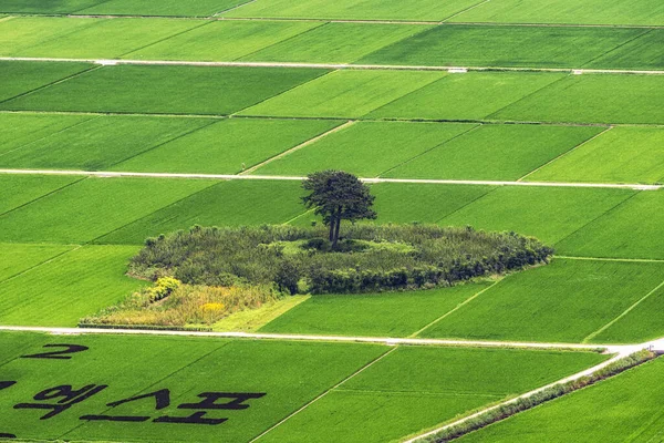 韓国のハドン平サリ地方の水田の中に2本の松の木 夏の間に — ストック写真