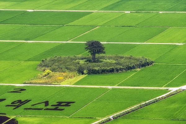 韓国のハドン平サリ地方の水田の中に2本の松の木 夏の間に — ストック写真