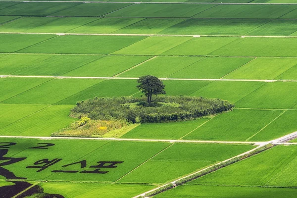 韓国のハドン平サリ地方の水田の中に2本の松の木 夏の間に — ストック写真