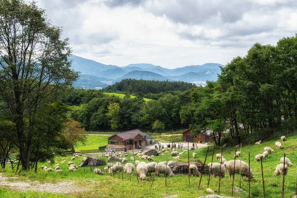 Daegwallyeong Sheep Farm Famous Tourist Attraction Gangneung Pyeongchang South Korea — Stock Photo, Image