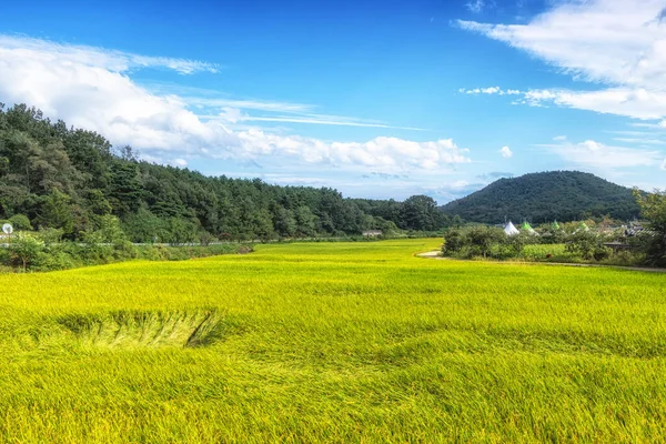 Wanggok Village Risfält Skördesäsongen Berömd Folkby Goseong Sydkorea — Stockfoto