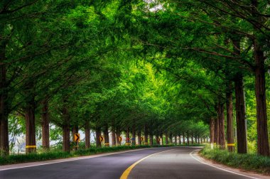 Meta sequoia yol