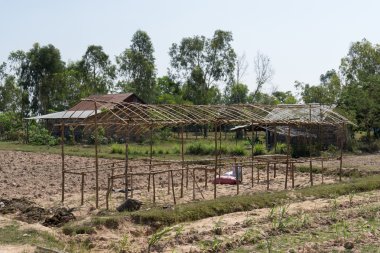 Kamboçyalı çiftlik