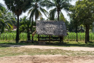 Kamboçyalı çiftlik