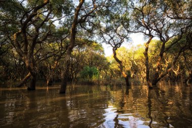 Tonle Sap Mangrov Ormanı
