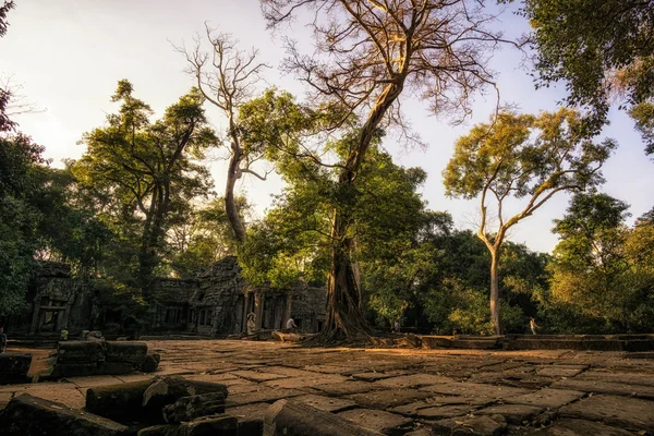 Ta Prohm —  Fotos de Stock