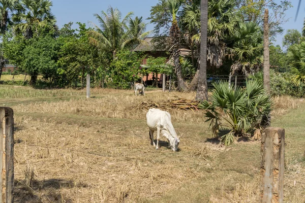 Kambodjanska gård — Stockfoto