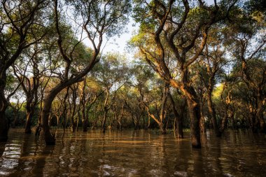 Tonle Sap Gölü sahne