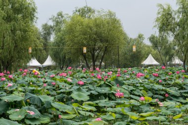 Lotus çiçeği gölet