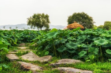 Lotus çiçeği gölet