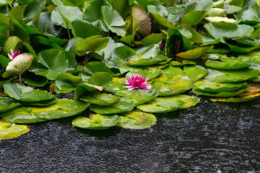 Lotus çiçeği.