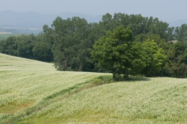 Karabuğday çiftlik