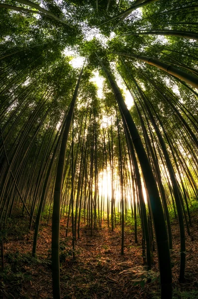 Floresta de bambu — Fotografia de Stock