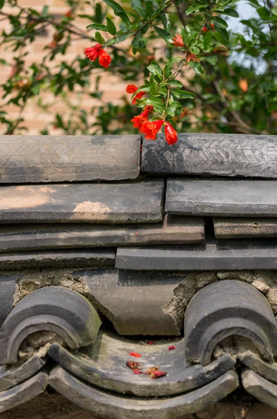 Granatapfelblüte über Mauer — Stockfoto