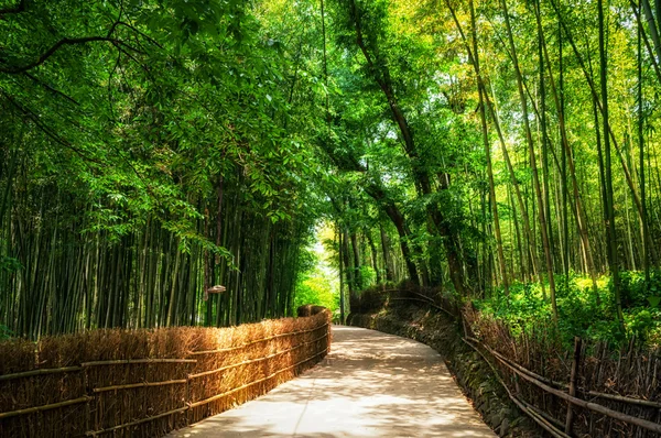 Pequena estrada através da floresta de bambu — Fotografia de Stock