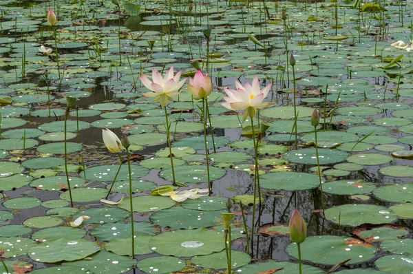 Laghetto di fiori di loto — Foto Stock